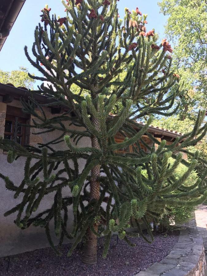 Casa Can Boix La Vall de Bianya Kültér fotó
